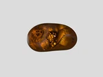 Igi Certified Mexico Fire Agate 15.14 Cts Natural Untreated Brown Free Form. Fixed Price $284.25.
